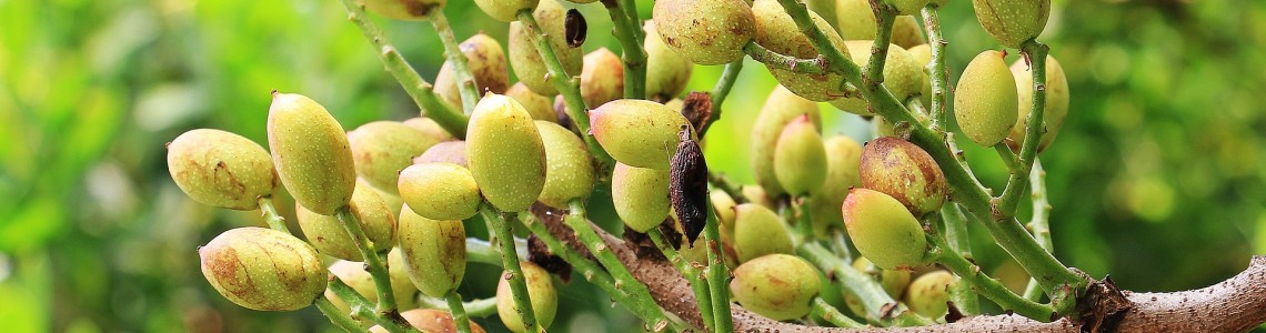 Antep Fıstığı İçin Fungusit Antep Fıstığı İçin Fungusit
