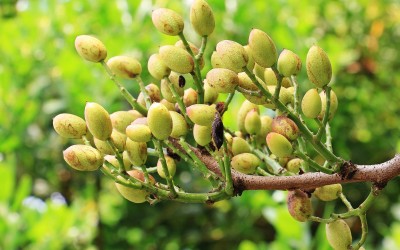 Antep Fıstığı İçin Fungusit