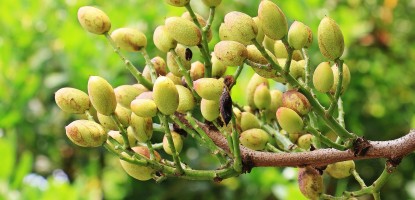 Antep Fıstığı İçin Fungusit