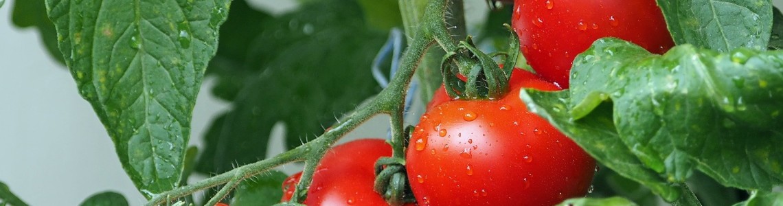 Bağda Yabancı Ot Mücadelesinde Yeni Yardımcınız : Zoomer® Bağda Yabancı Ot Mücadelesinde Yeni Yardımcınız : Zoomer®